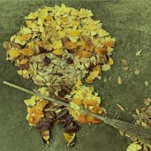 Humores visuales: Creatividad con las hojas caídas de los árboles.