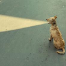 Humores visuales | El humor en los Premios Street Macadam